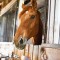Конные прогулки Катание на лошадях - Подарки в Москве, подарочные сертификаты | интернет-магазин подарков с доставкой