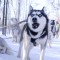 Катание на собачьей упряжке из лаек - Подарки в Москве, подарочные сертификаты | интернет-магазин подарков с доставкой